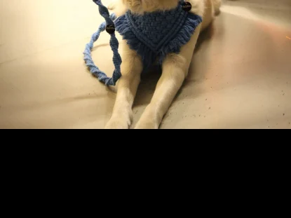 Blue bandana leash on dog indoors