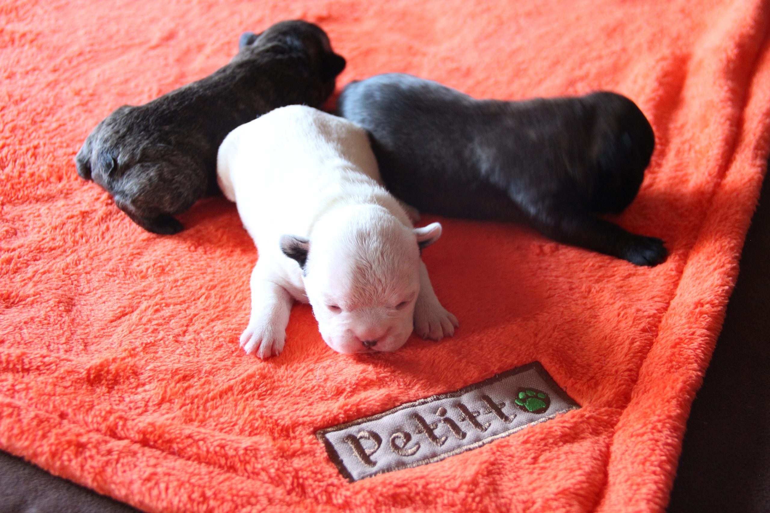 Handmade ecofriendly pet products
