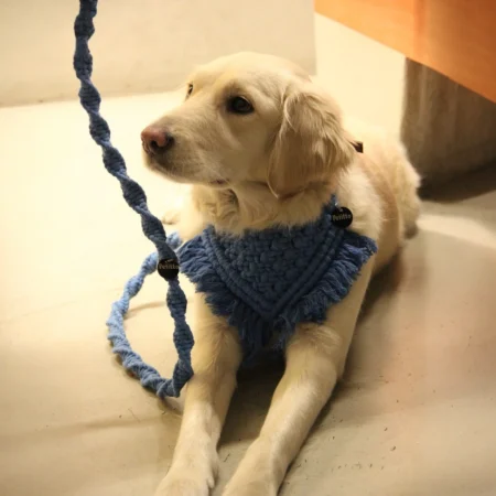 Blue bandana leash on dog indoors