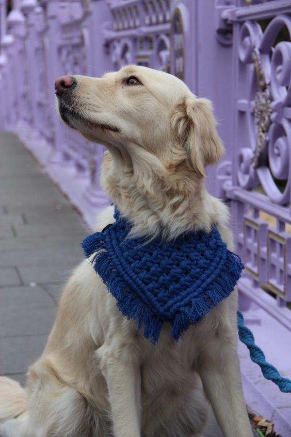 Blue dog bandana flat display