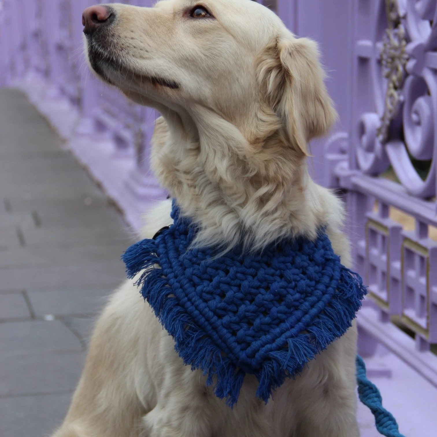 Blue bandana leash close-up