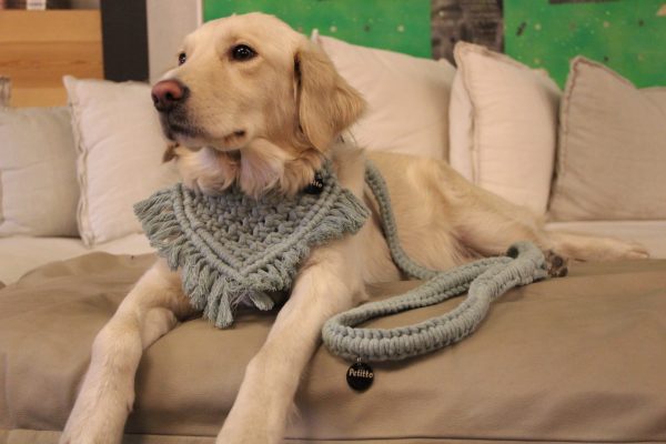 Dog with green bandana and leash