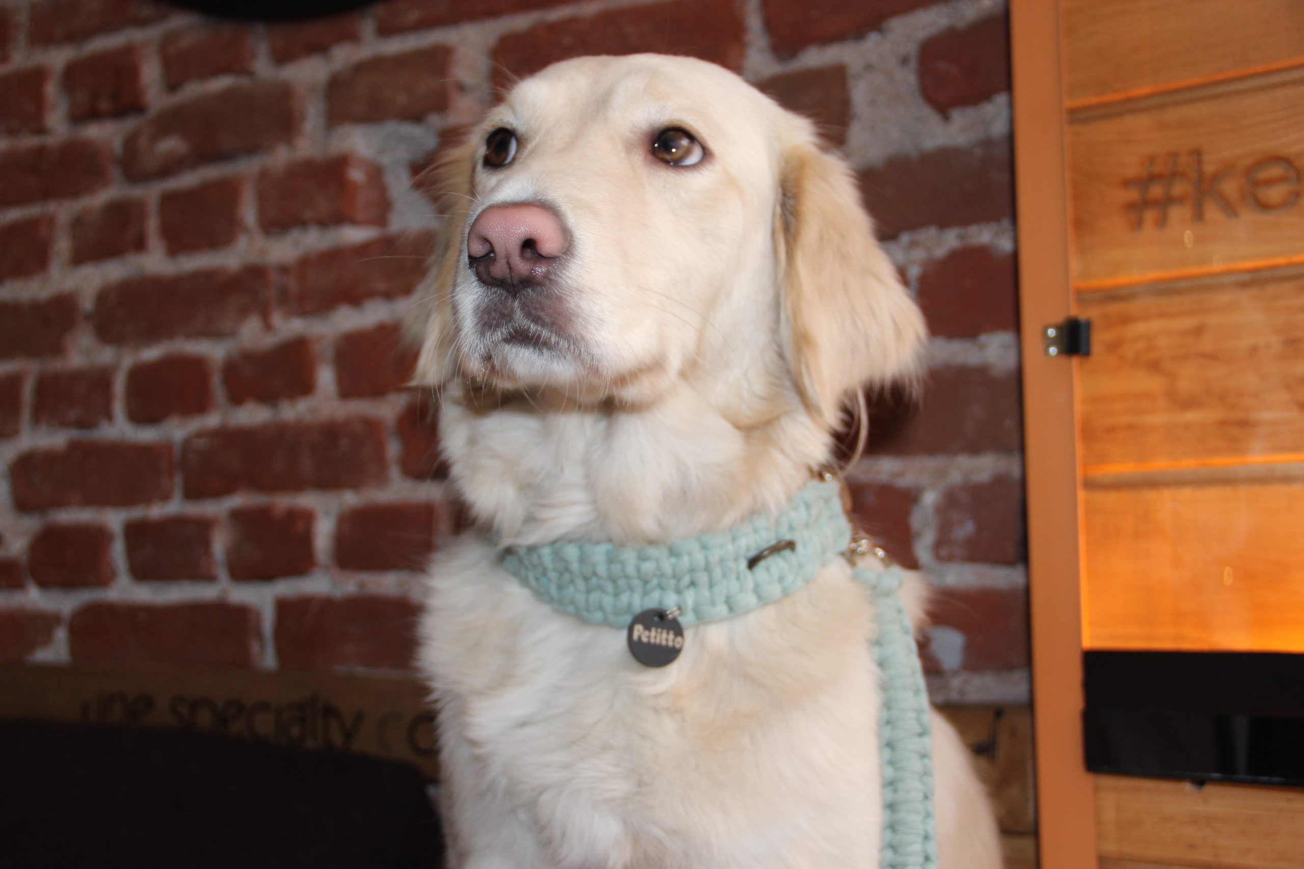 handmade dog accessories by PetittoLife {{brizy_dc_image_alt imageSrc=