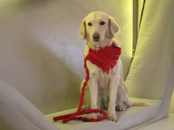 Dog with red stylish bandana and leash