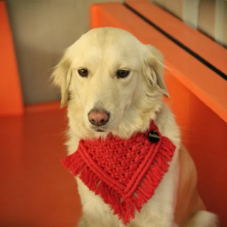 Handmade dog bandana in 100% cotton – Petitto