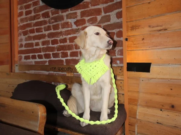 Petitto neon yellow handmade dog bandana and leash on Golden Retriever