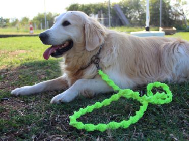 Dog leash petitto - handmade eco-friendly pet product by Petitto