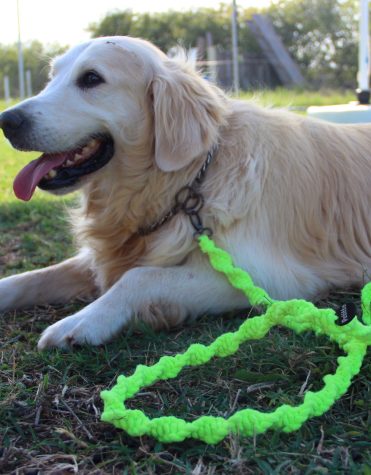 Dog leash petitto - handmade eco-friendly pet product by Petitto