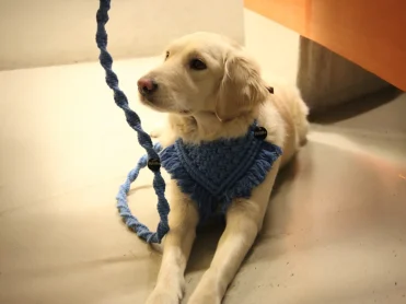 Blue bandana leash on dog indoors