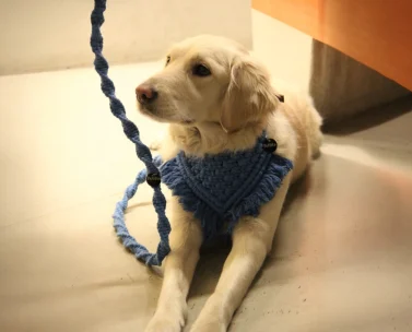 Blue bandana leash on dog indoors