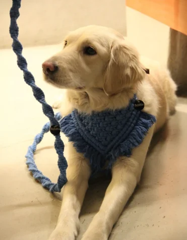 Blue bandana leash on dog indoors