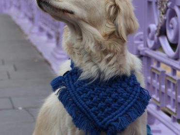 Blue dog bandana flat display