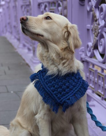 Blue dog bandana flat display