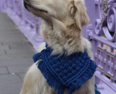 Blue dog bandana flat display