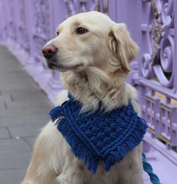Dog with blue bandana and leash